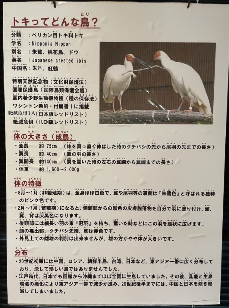 トキの生態や特徴を紹介する解説パネル。
2羽のトキの写真とともに、分類・学名・体の特徴・分布などの詳細な説明が掲示されている。