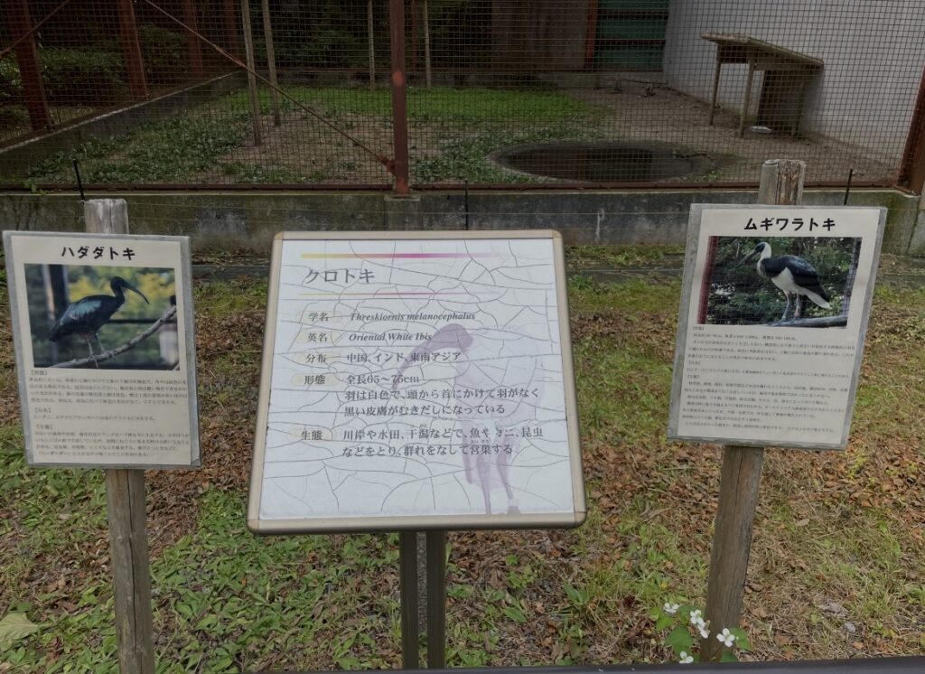 観察ゲージの前に設置された、ハダダトキ、クロトキ、ムギワラトキについて解説したパネル。分布や生態などが解説されている。