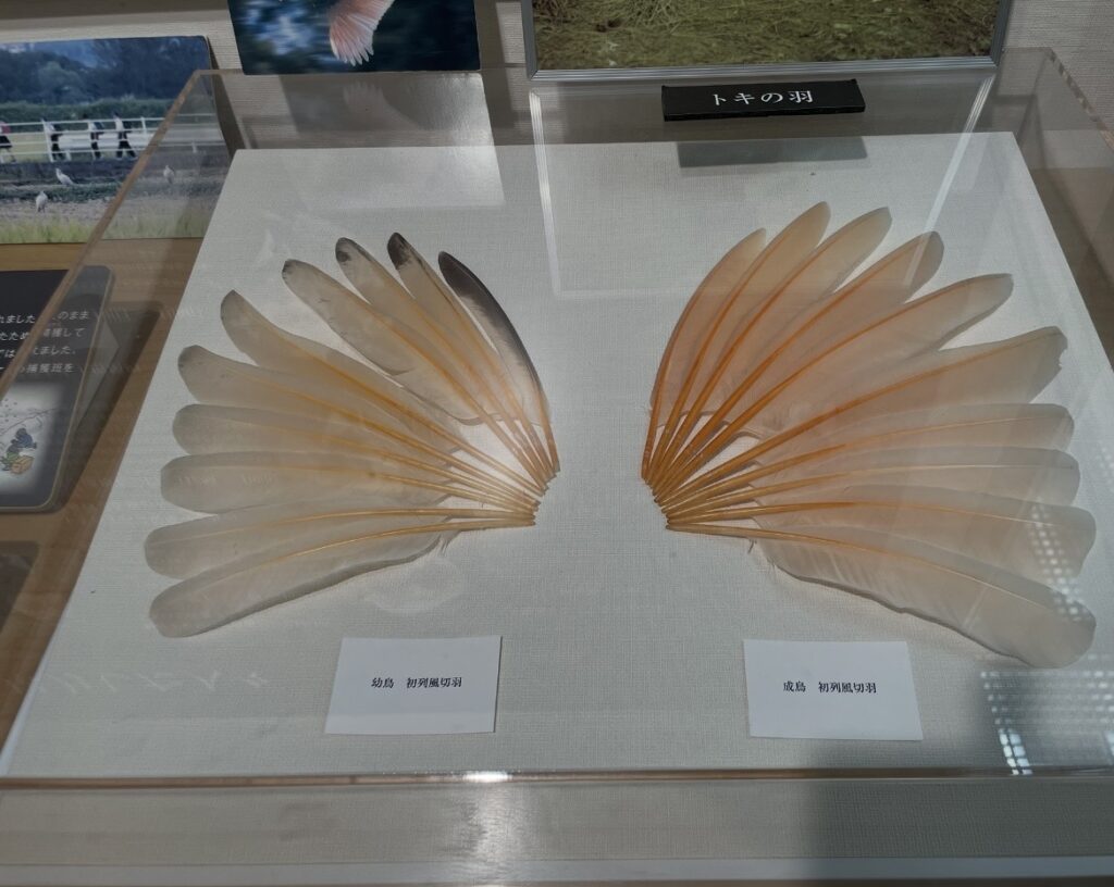 トキの資料館に展示された羽の標本。
幼鳥と成鳥の初列風切羽を並べて比較し、トキの羽色や成長による違いを学べる展示。
