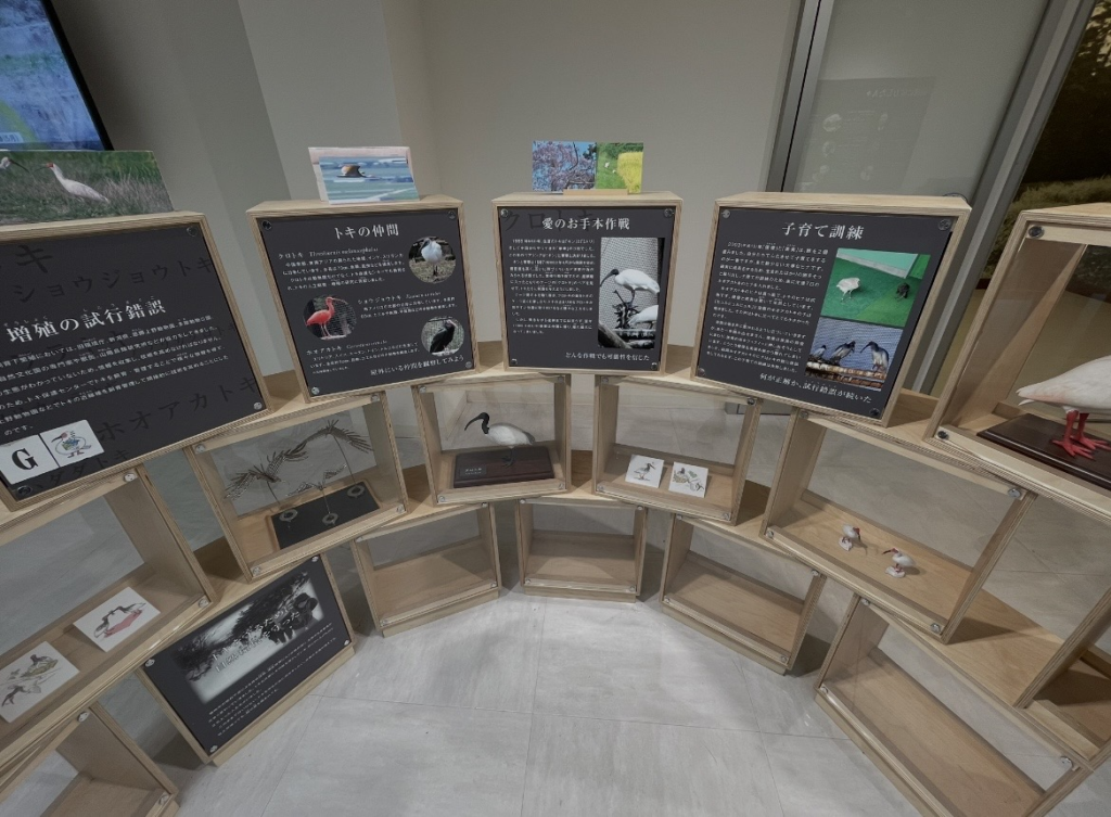Exhibit panel in the toki museum explaining conservation and breeding efforts. Models and skeletal specimens of toki and related bird species are displayed, showing the initiatives carried out on Sado to protect and breed the birds.