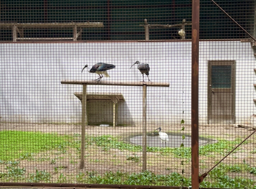 Bird species related to the toki displayed in the observation cage. Several kinds, including the black‑faced ibis and hadada ibis, are shown inside the enclosure, offering a comparison of characteristics within the ibis family.