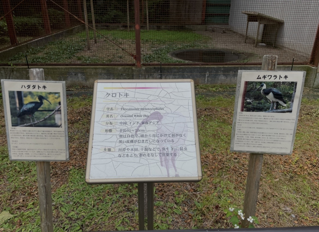 朱鷺觀察區前設置的解說面板，介紹哈達達朱鷺、黑朱鷺與麥稈朱鷺的分布與生態，可透過此展示了解不同朱鷺科鳥類的特徵。