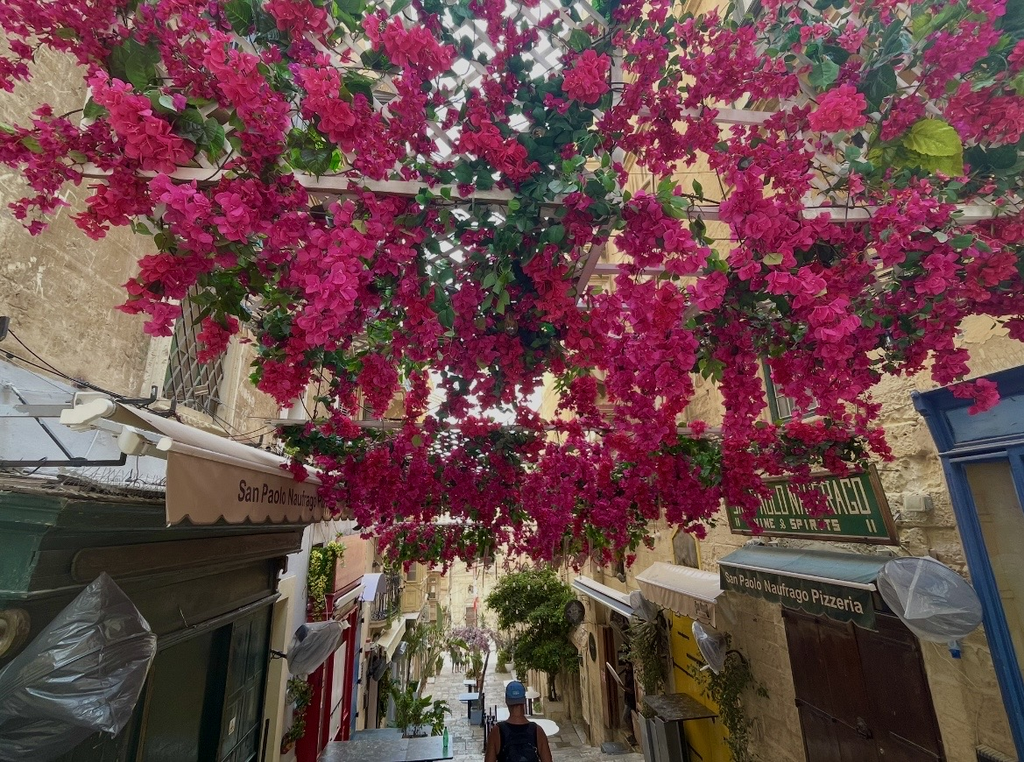 A charming alley in Valletta’s old town, where vibrant bougainvillea drapes overhead and blends beautifully with the stone buildings, creating a warm and colorful Mediterranean atmosphere.